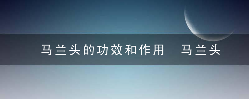 马兰头的功效和作用 马兰头的养生作用有哪些